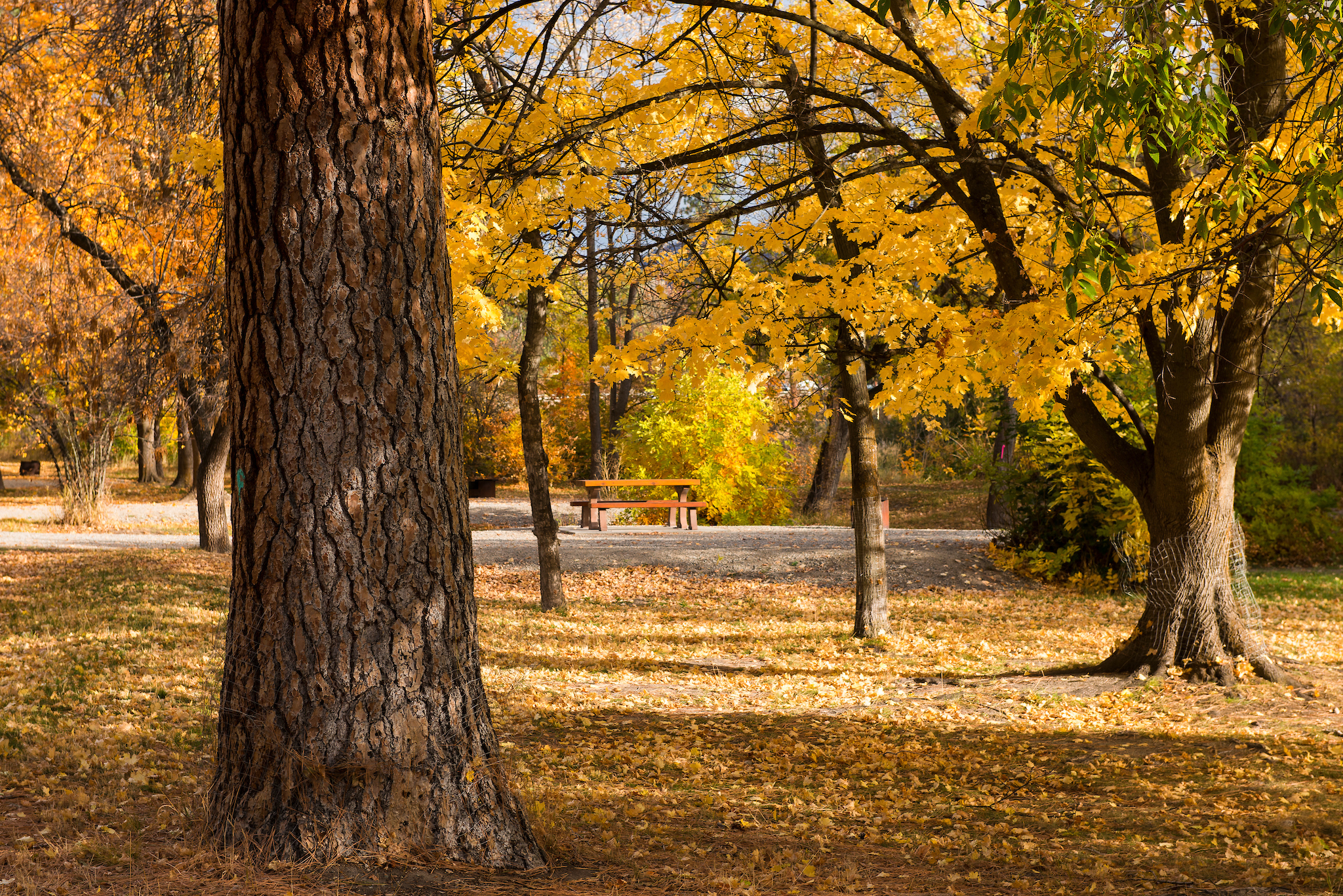 A bench in the distance nested between large trees with fall foliage.