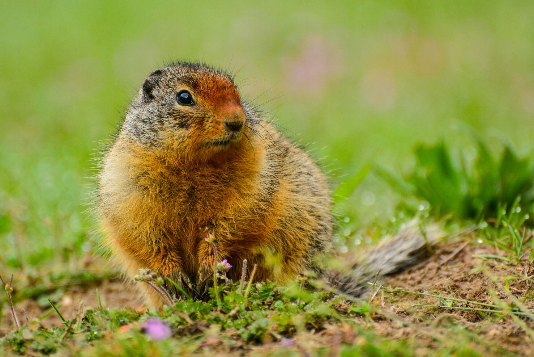 The Columbia Ground Squirrel in Syringa Park makes high-pitched alarm calls and hibernates for up to eight months during the colder seasons.
