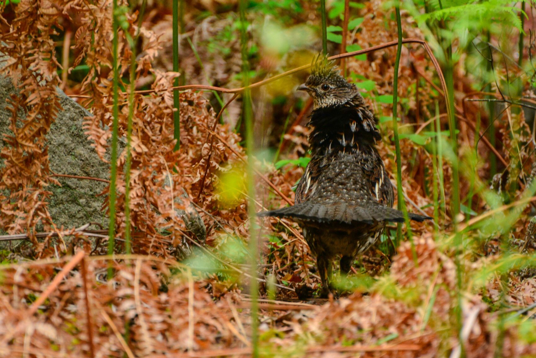 The ruffed grouse, a well-camouflaged forest bird, is known for its iconic drumming display, a sound heard in Syringa Park.