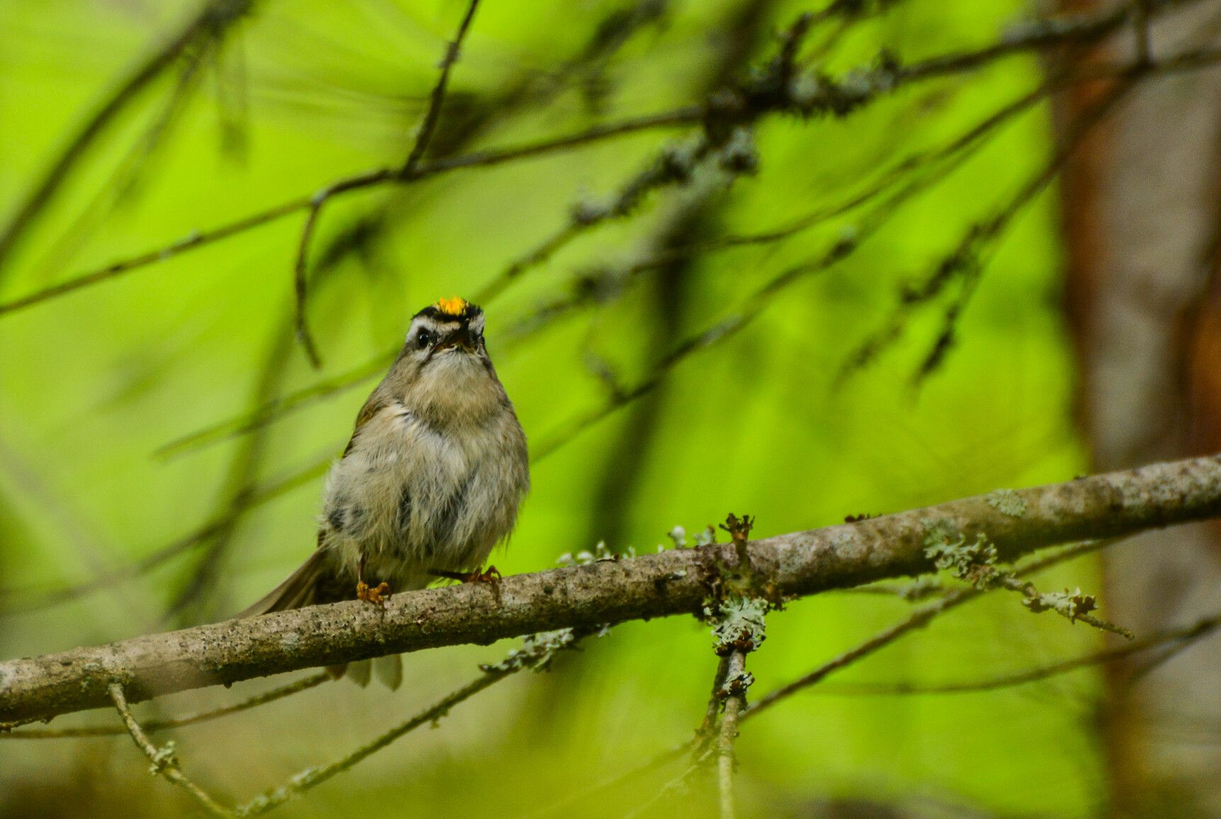 A golden-crowned kinglet keeps a watchful eye over its habitat in Syringa Park.