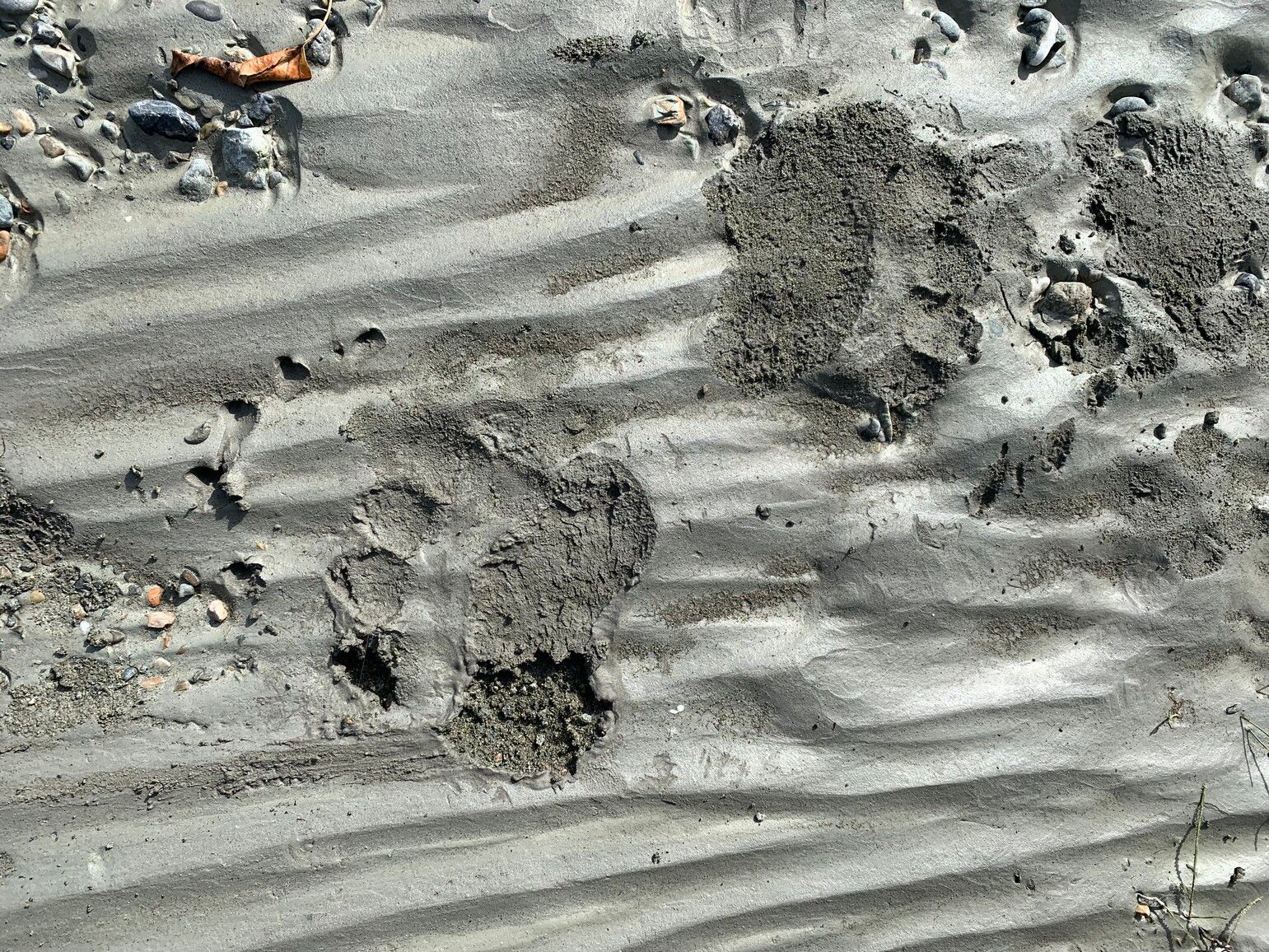 Grizzle bear prints in the silt from glaciers around the Tatshenshini River in Tatshenshini-Alsek Park.