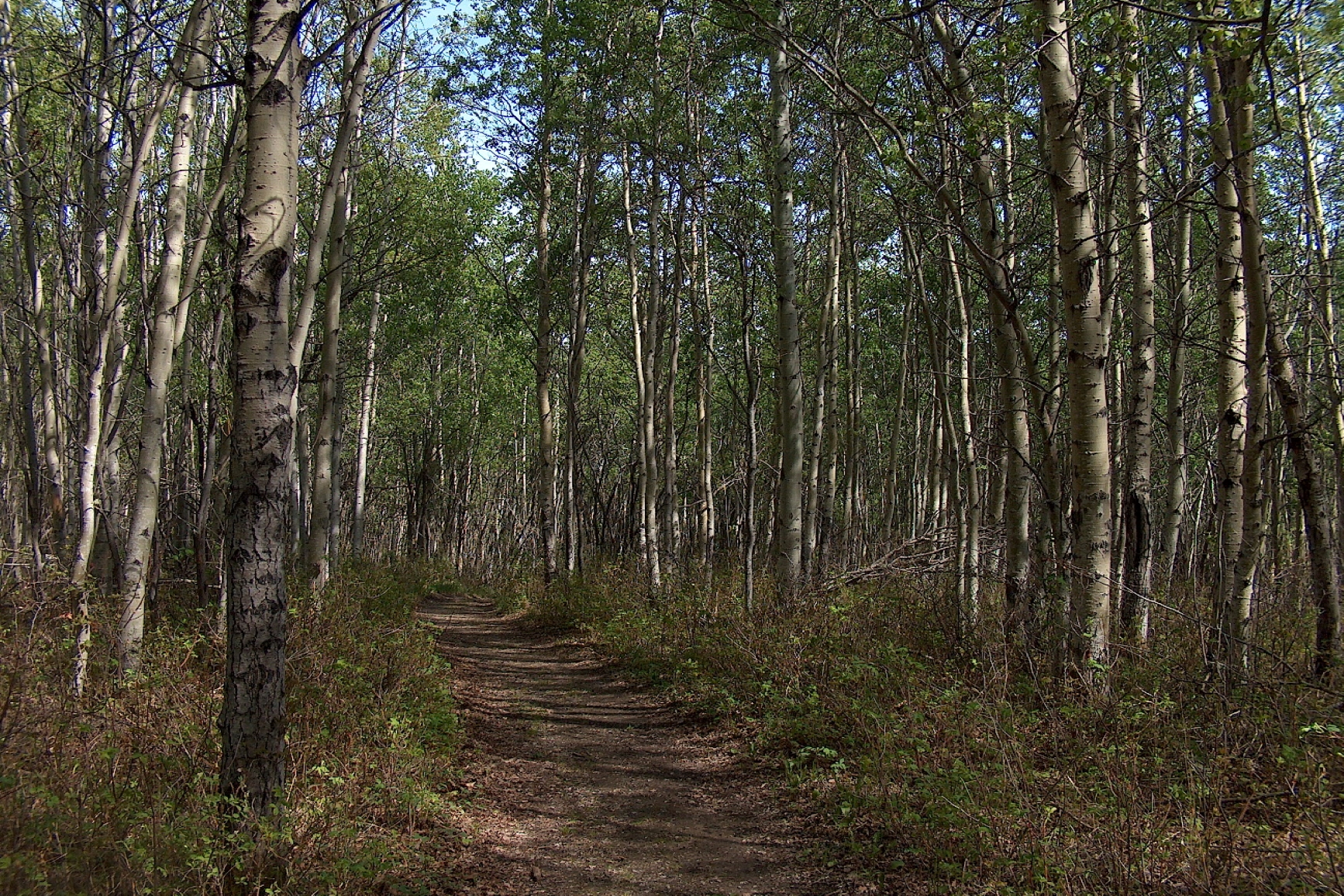 A walking trail path through the forest.