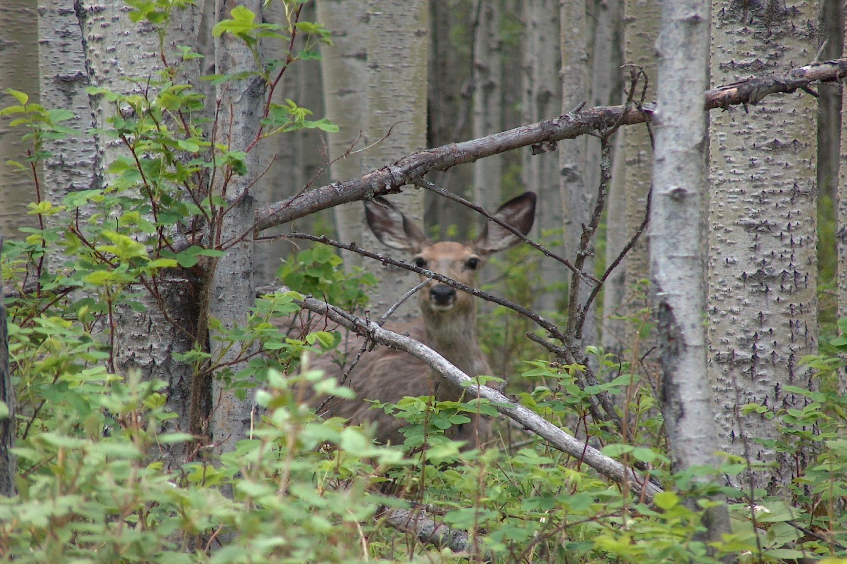 A deer peering through the trees