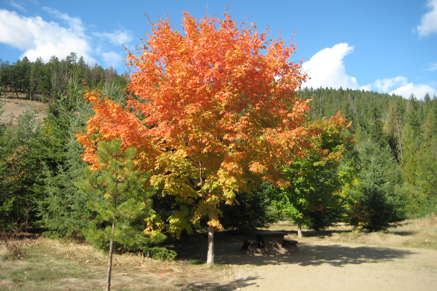 Campsite in autumn