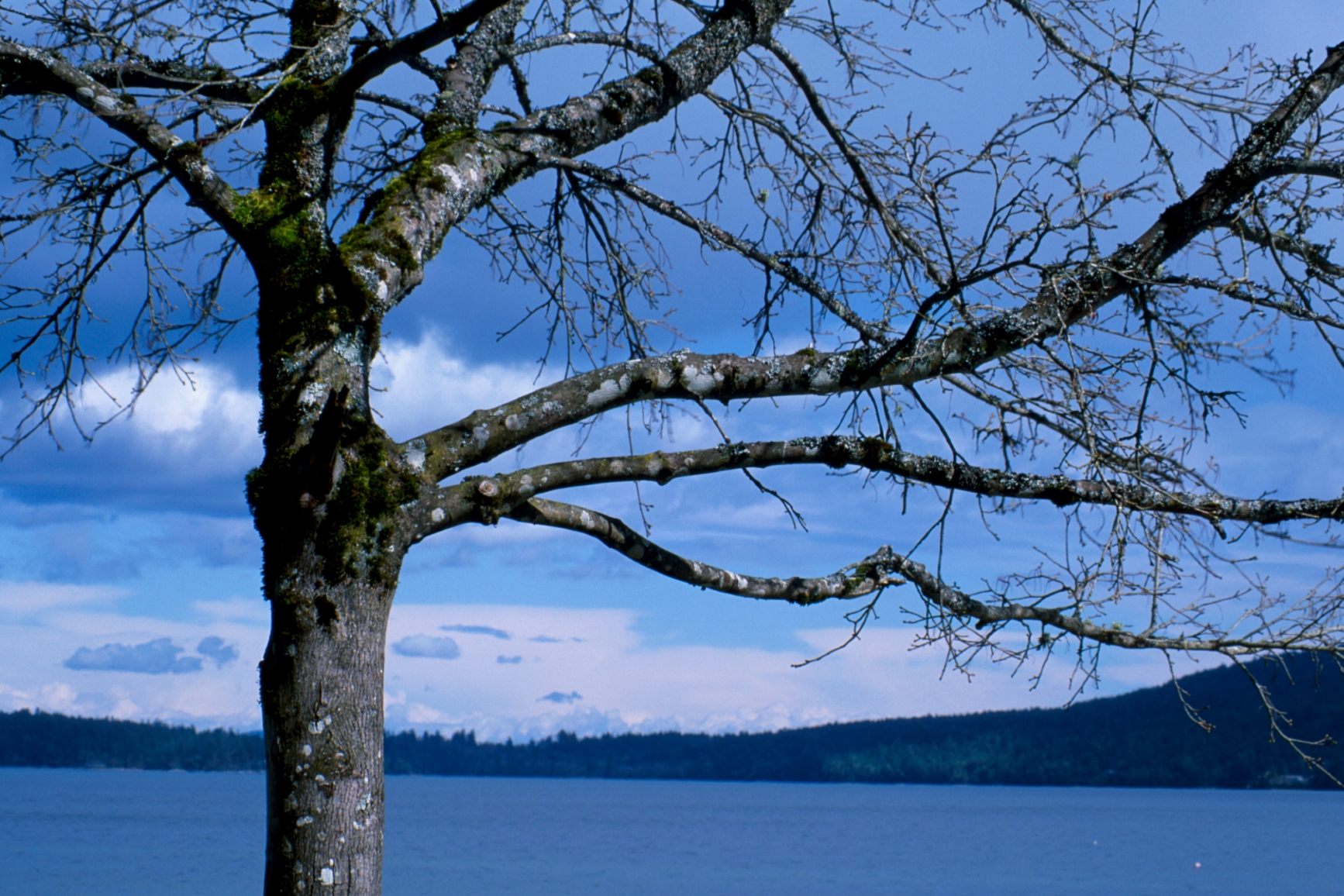 Close up of tree with the lake and mountains in the background.