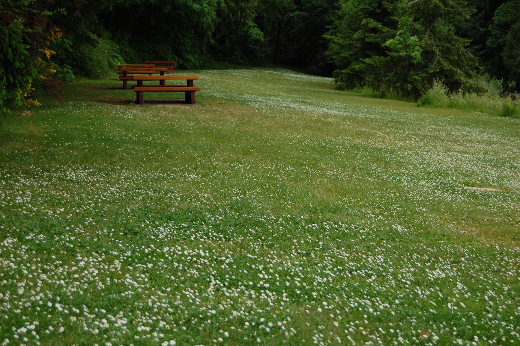 Benches arranged on a hill with various flowers and vegetation.