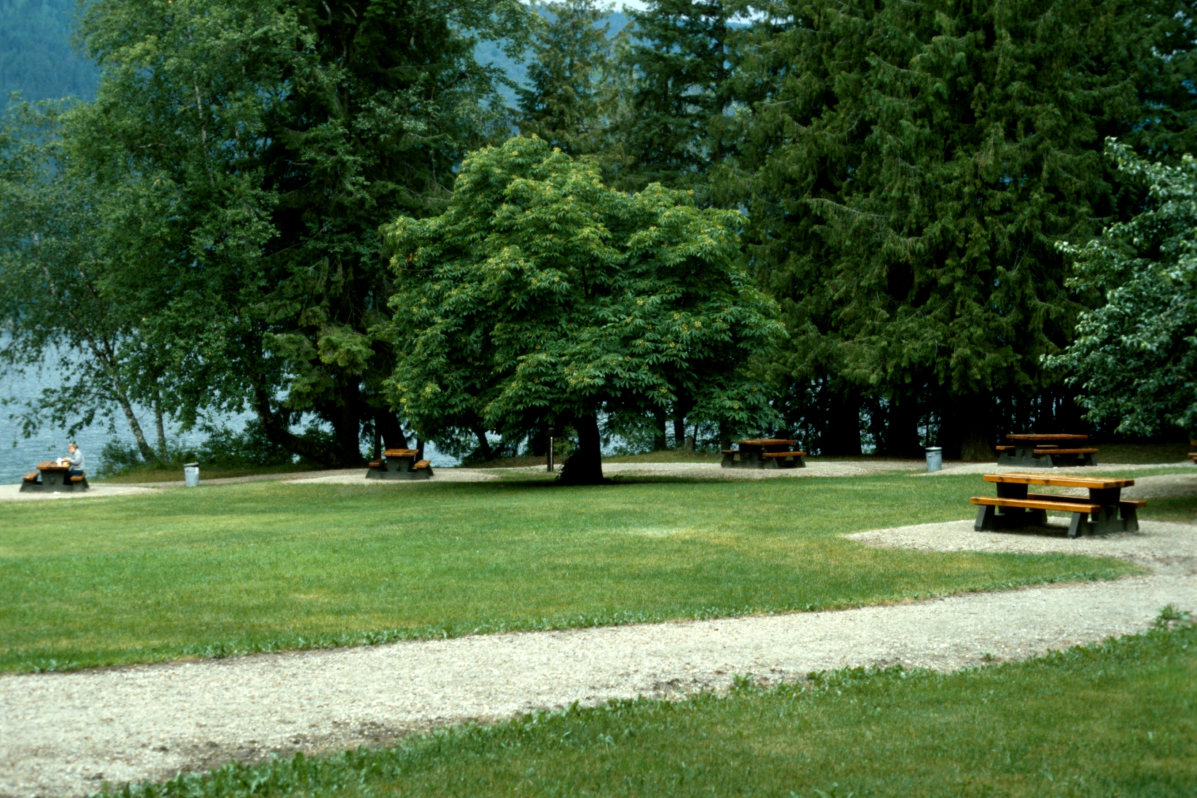 Benches spread-out on a field by the lake, with walking paths in various directions.
