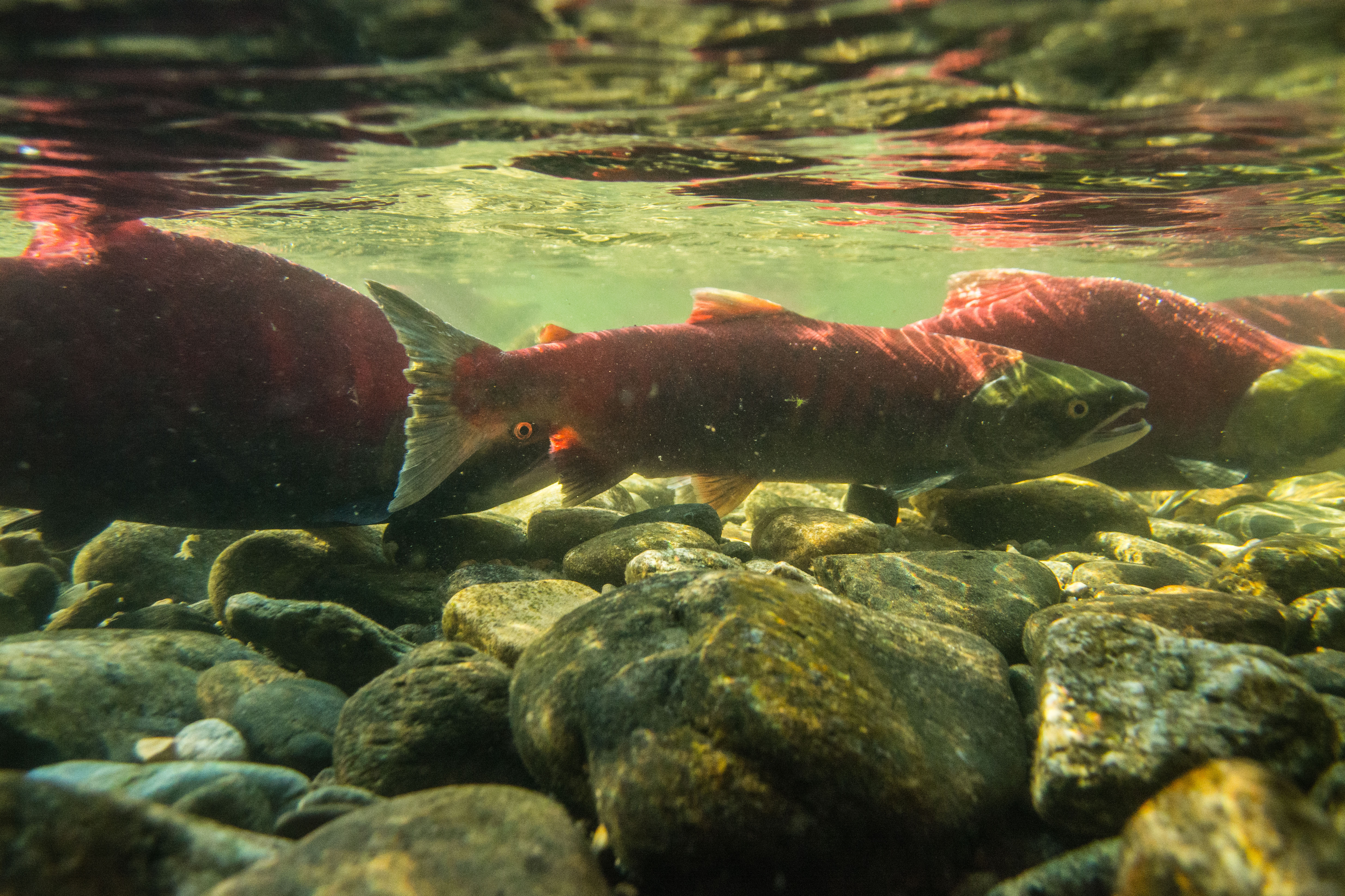 Underwater shot of swimming salmon.