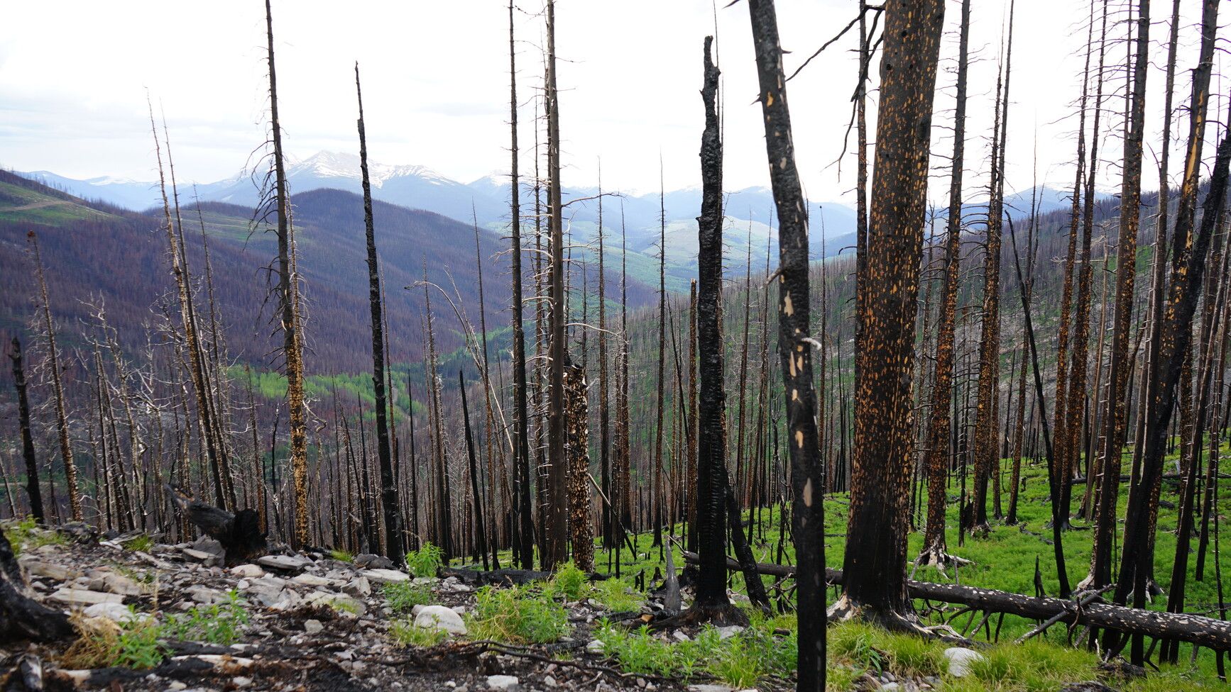 Through the burnt snags of the forest, a view of the mountains in Klinse-za Park / Twin Sisters Park can be seen.