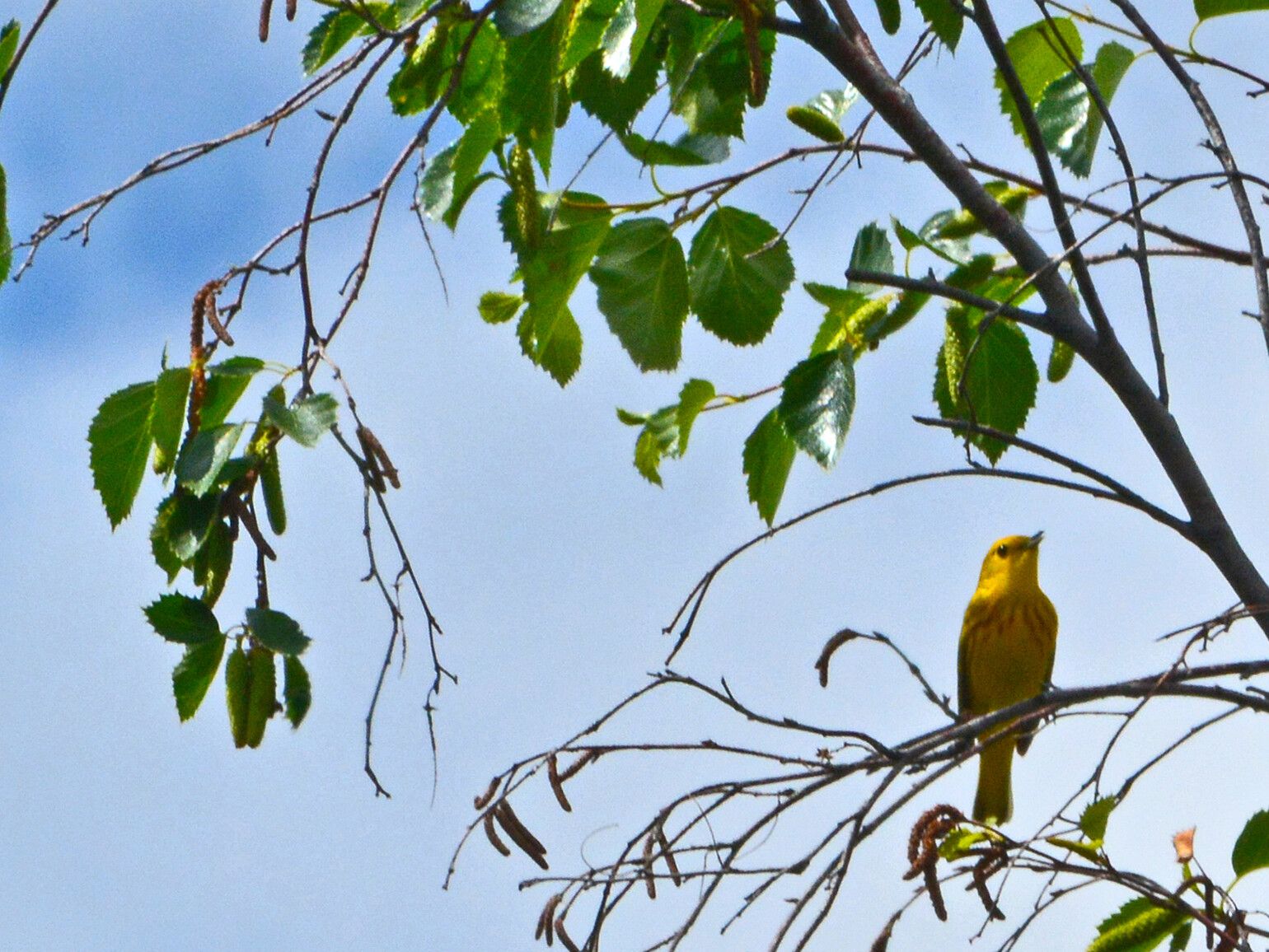 Yellow Warbler is one of the many bird species in Vaseaux Lake Park.