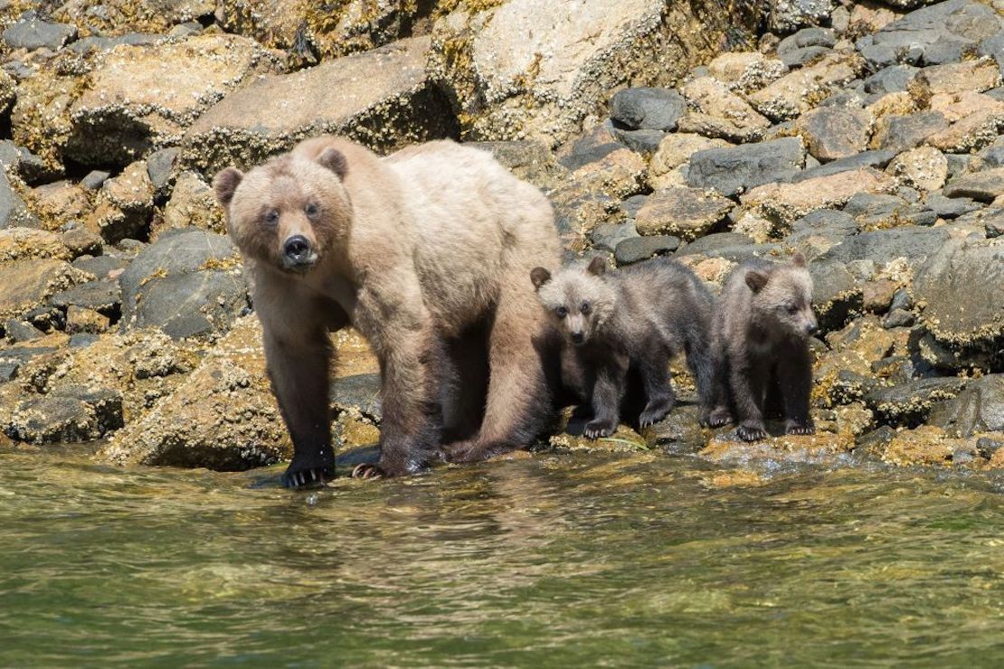 Saving the black bears of the West, Nature and Wildlife